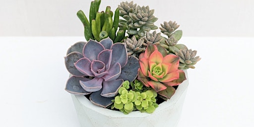 Imagem principal do evento Spring Succulent Workshop