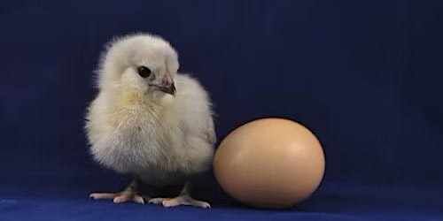 Nature Movie:  The Egg: Life's Perfect Invention primary image