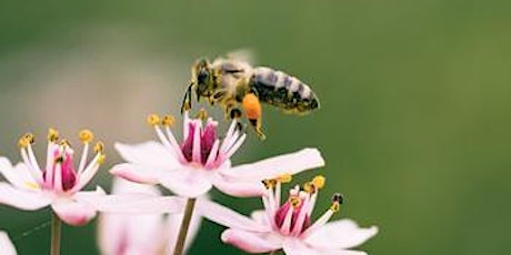 Speaker Series: Climate Change and Pollinators