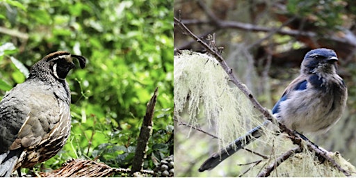 Hauptbild für A Focus on Birding Hike in the San Jose Creek Natural Preserve