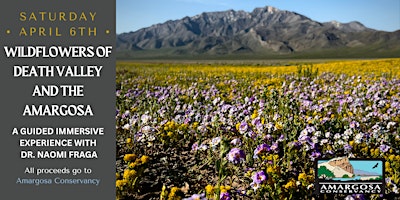 Immagine principale di Wildflowers of Death Valley and the Amargosa: A guided immersive experience with Dr. Naomi Fraga 