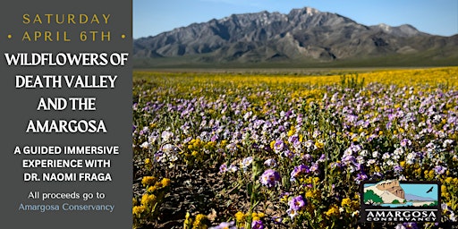 Image principale de Wildflowers of Death Valley and the Amargosa: A guided immersive experience with Dr. Naomi Fraga