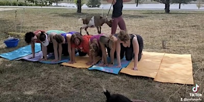 Goat Yoga KC @ Rowe Ridge Vineyard Wed 4/24/24 6pm primary image