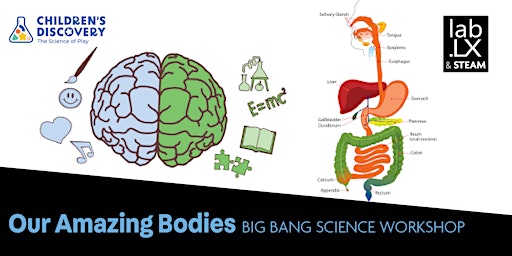 Big Bang Science Workshop - Our Amazing Bodies primary image