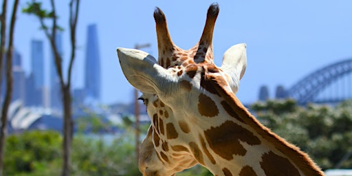 Imagen principal de Taronga Zoo Excursion