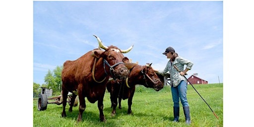 Intro Ox Training / Driving  primärbild