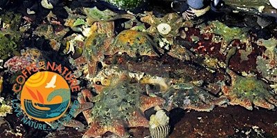 Imagem principal do evento Kids Rocky Shore 'Sea Monsters' Explore - Coffs by Nature