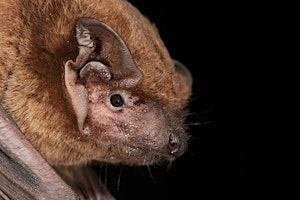 Bedtime Bat Walk primary image