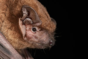 Primaire afbeelding van Bedtime Bat Walk