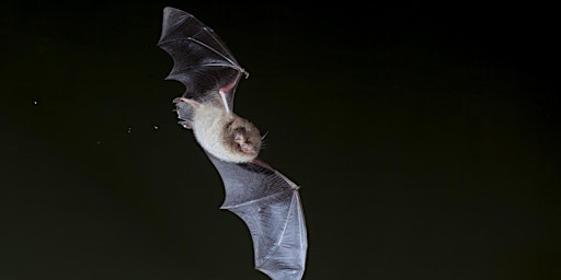 Imagem principal do evento Bats in the Park