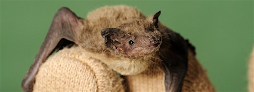 Collection image for Bat Events with Yorkshire Wildlife Trust!