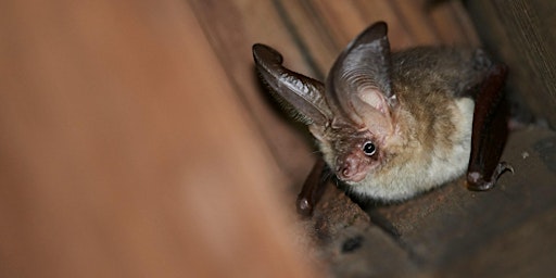 Brilliant Bats of Barnsley walk primary image