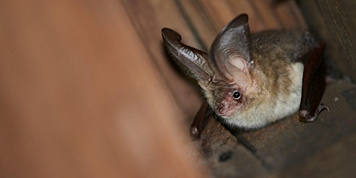 Brilliant Bats of Barnsley walk