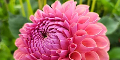 How to Grow Dazzling Dahlias primary image