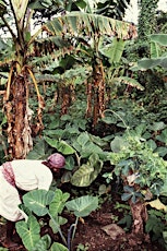 Planting Resistance: Botanical Legacies of the African Diaspora