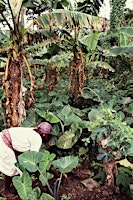Imagem principal de Planting Resistance: Botanical Legacies of the African Diaspora