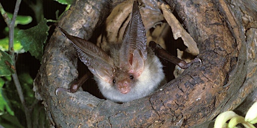 Primaire afbeelding van The Bats of Lockleaze