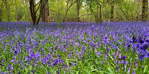 Hauptbild für Perivale Wood Open Days 2024