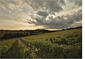 Immagine principale di English Wine Week 