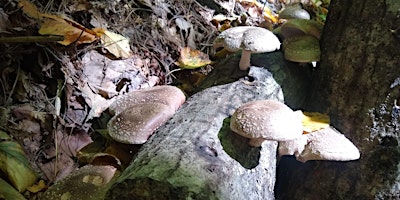 Mushroom Log Plugging Workshop at Sow True Seed primary image