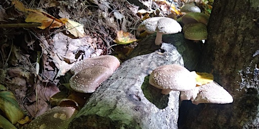 Imagem principal de Mushroom Log Plugging Workshop at Sow True Seed