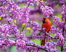 Imagem principal de Naturalist Hike: 'Birds & Buds'