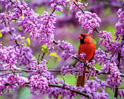 Naturalist Hike: 'Birds & Buds' primary image