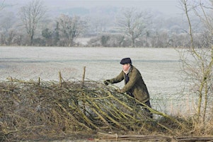 Imagem principal de Learn to lay a hedgerow at Dog Kennel Hill Open Space