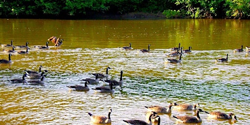 Immagine principale di Naturalist Hike: Bonanza-Yadkin River Trail 