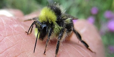 Imagen principal de Bumblebee ID Day with Bee Enthusiast Ron Rock