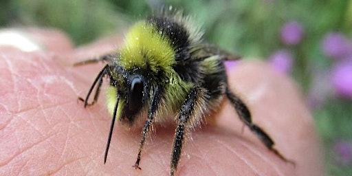 Bumblebee ID Day with Bee Enthusiast Ron Rock primary image
