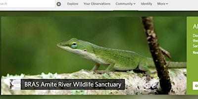 Imagen principal de City Nature Challenge BioBlitz at BRAS Amite River Wildlife Sanctuary