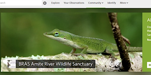 Hauptbild für City Nature Challenge BioBlitz at BRAS Amite River Wildlife Sanctuary