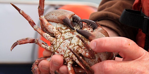 Primaire afbeelding van Introduction to Crabbing