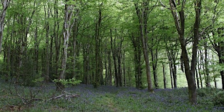 Free Shinrin Yoku - Idless Woods, Cornwall (Morning)