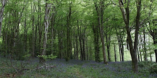 Free Shinrin Yoku - Idless Woods, Cornwall (Morning) primary image