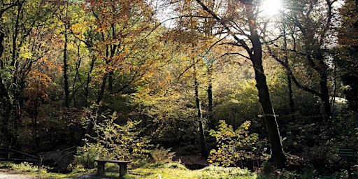 Imagen principal de Free Shinrin Yoku - Cardinham Woods, Cornwall (Morning)