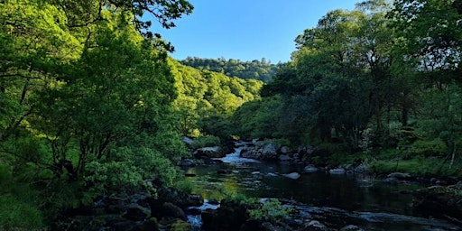 Image principale de Free Shinrin Yoku - Holne Bridge, Dartmoor (Morning)