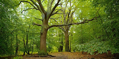 Primaire afbeelding van Free Shinrin Yoku - Epping Forest (Morning)