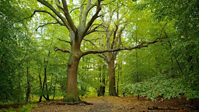 Free Shinrin Yoku - Epping Forest (Afternoon)