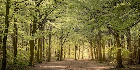 Free Shinrin Yoku - Friston Forest, Sussex (Morning)