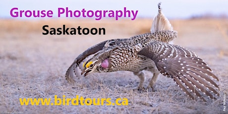 Dancing Grouse Photography Tour primary image