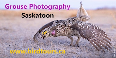 Dancing Grouse Photography Tour primary image