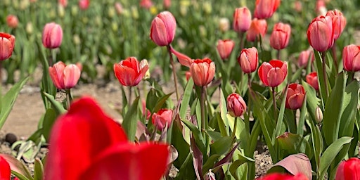 Primaire afbeelding van Spring Flower Bouquets