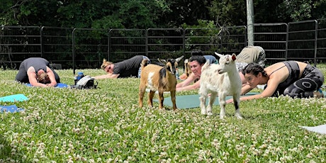 Goat Yoga Savannah