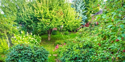 Immagine principale di Home Gardener Series: Planting & Developing a Food Forest 