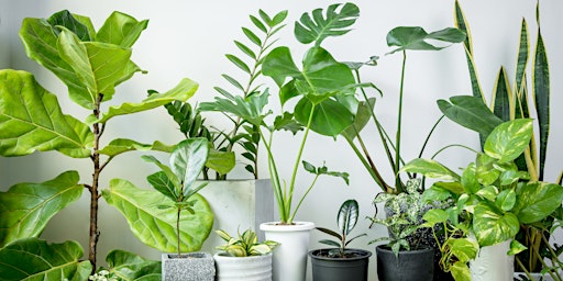 Imagem principal do evento Home Gardener Series: Houseplants