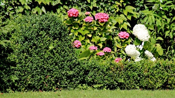 Immagine principale di Home Gardener Series: Shrubs - Planting & Care 