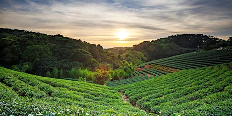 Home Gardener Series: Planting on Banks/Slopes