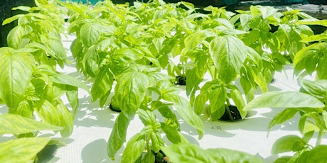 Aquaponics Workshop